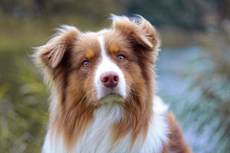 12 Australian Shepherd Colors Markings Patterns With Pictures Hepper