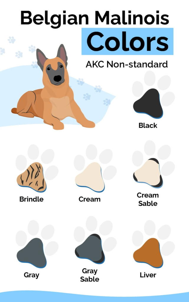 12 Belgian Malinois Colors Patterns With Pictures Hepper Pet 