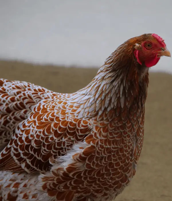15 Awesome Wyandotte Chicken Color Varieties With Pictures 