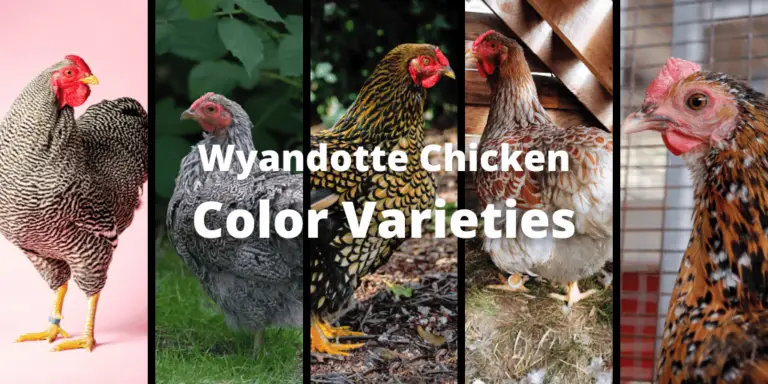 15 Awesome Wyandotte Chicken Color Varieties With Pictures 
