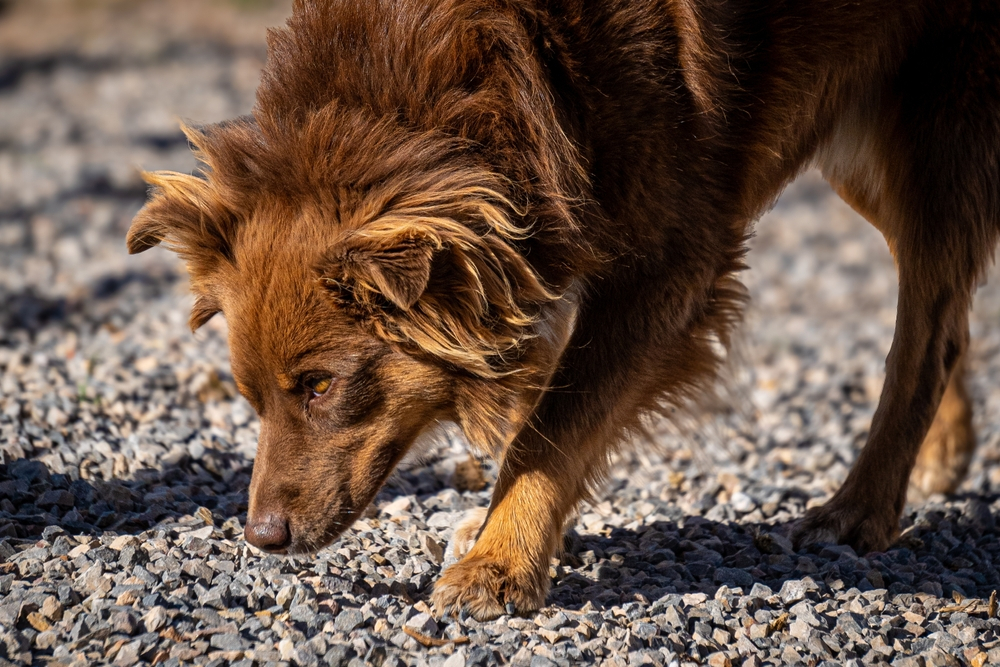 15 Incredible Australian Shepherd Colors With Pictures Dogster