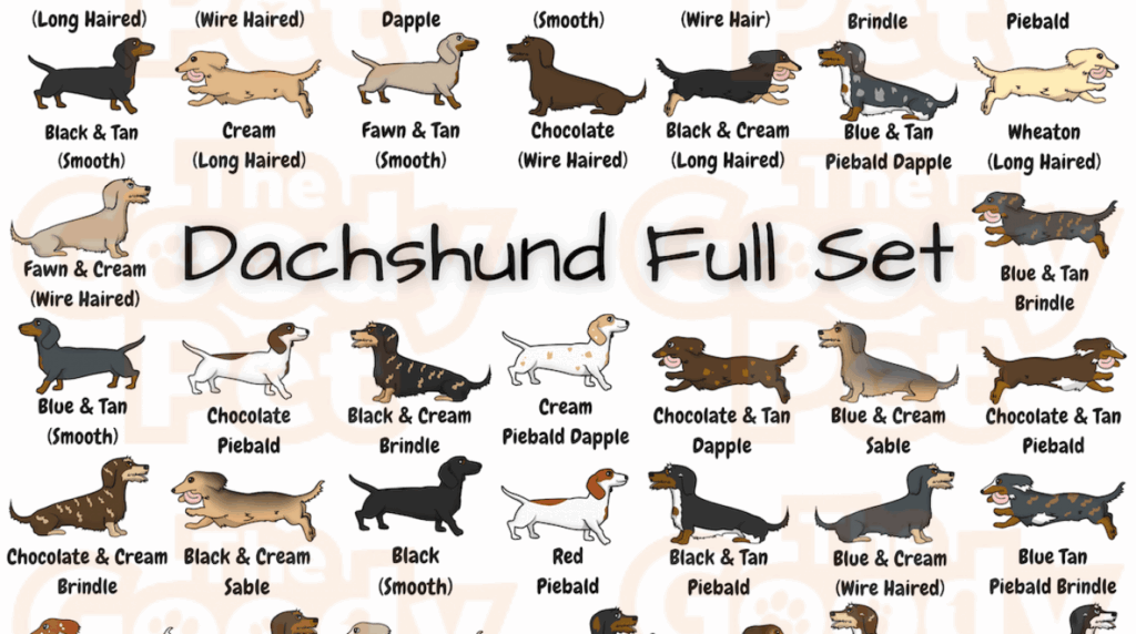 25 Colors And Patterns Of A Dachshund