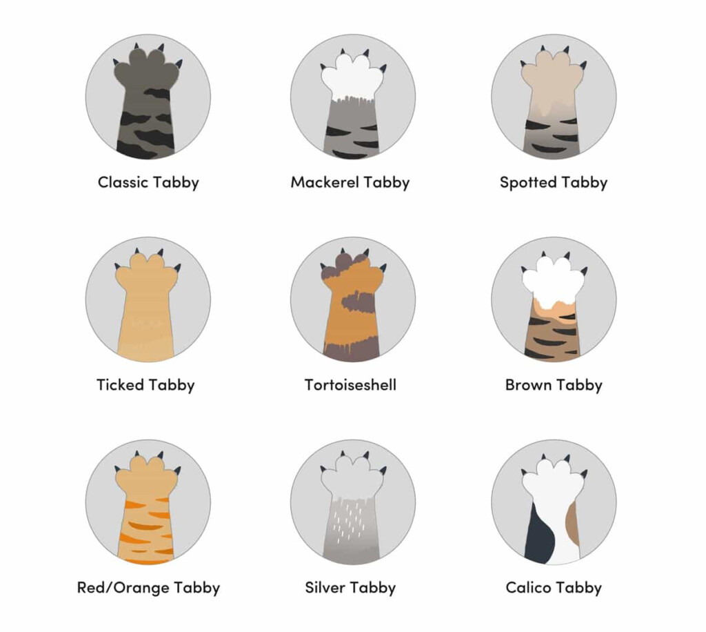 9 Types Of Tabby Cat Colors Patterns With Pictures Catster