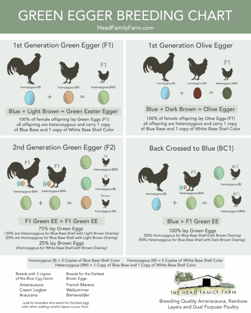 A Guide To Breeding Green Egg Layers Egg Color Breeding Charts 