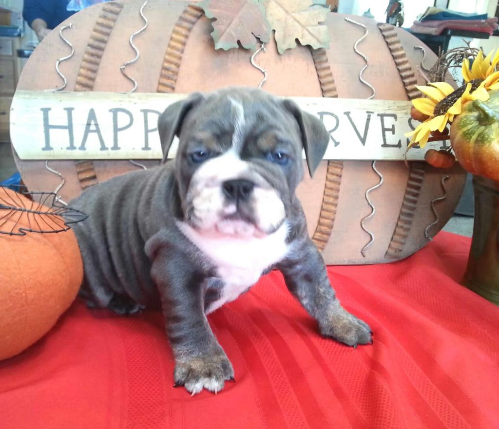 AKC Color Chart Planet Merle English Bulldogs Home Of The Fully 