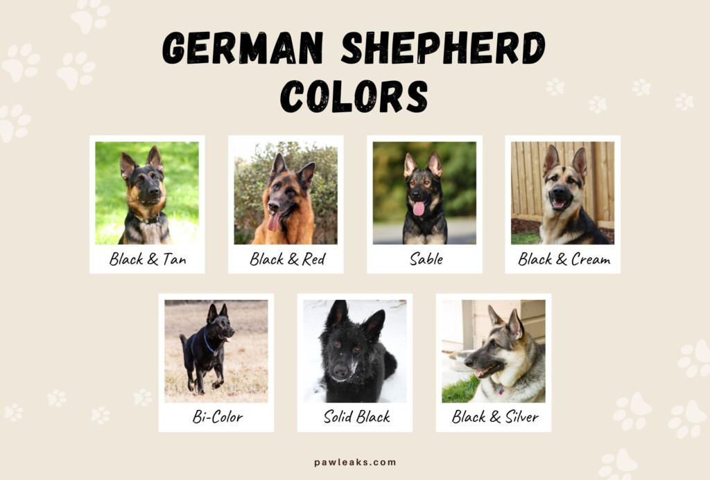 All 7 German Shepherd Colors Don 39 t Believe The Lies PawLeaks