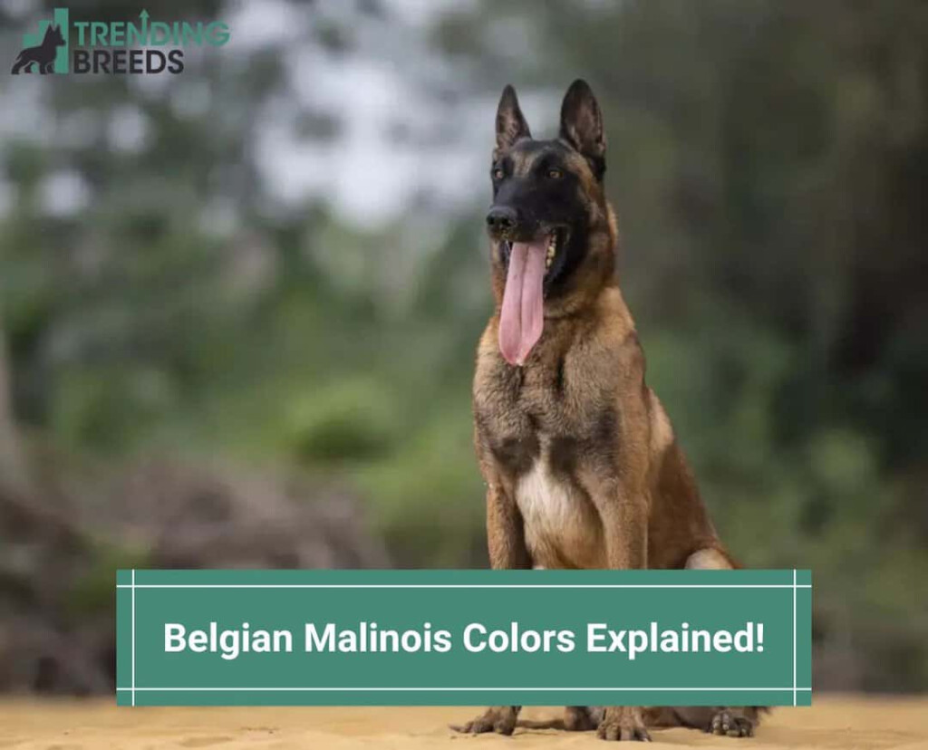 All Belgian Malinois Colors And Patterns Explained With 56 OFF
