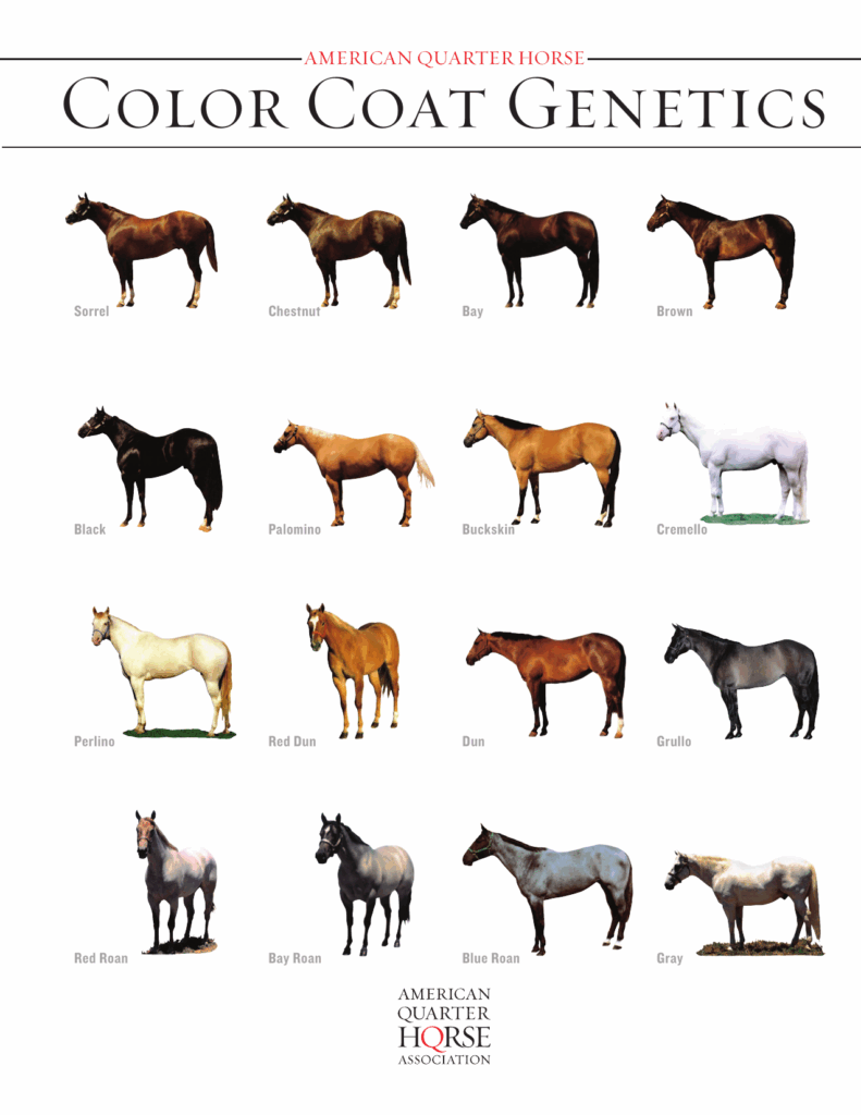 American Quarter Horse Color Chart Horse Color Chart Horse Coat Colors 
