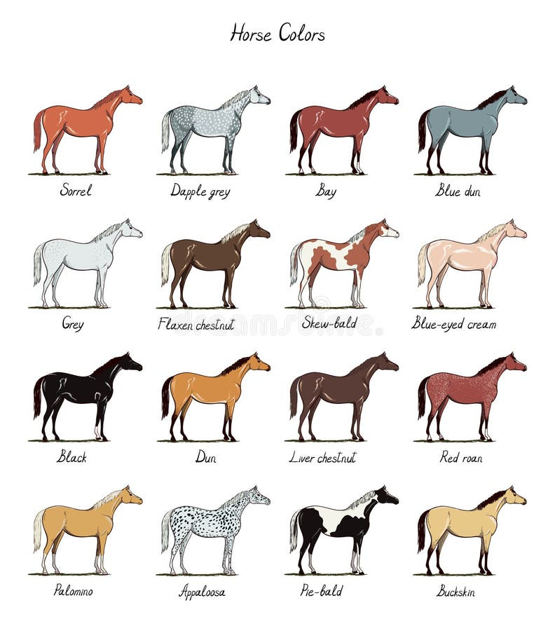 Arabian Horse Color Chart