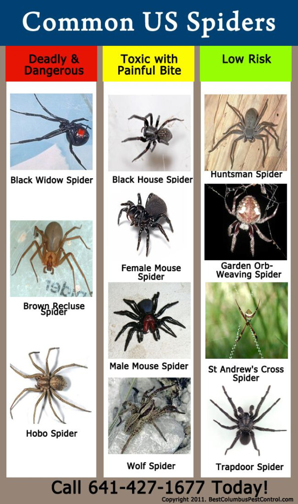 As 25 Melhores Ideias De Spider Identification Chart No Pinterest 