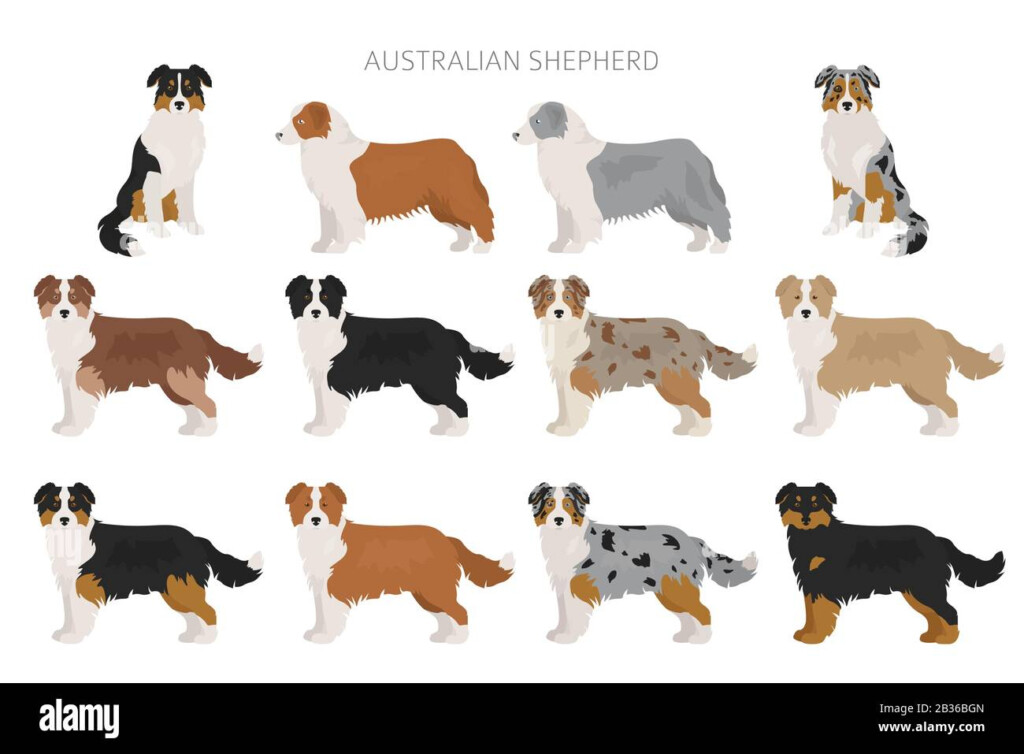 Australian Shepherd Breeding Color Chart Australian Colors Puppies 