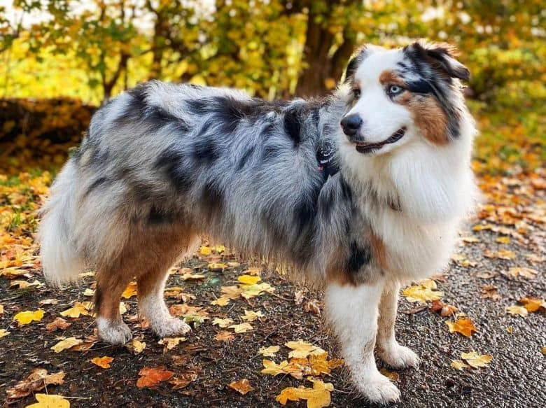 Australian Shepherd Breeding Color Chart Australian Colors Puppies 