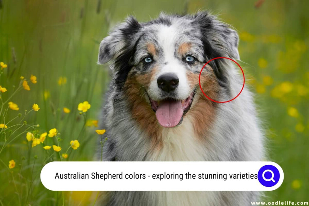 Australian Shepherd Breeding Color Chart Australian Colors Puppies 