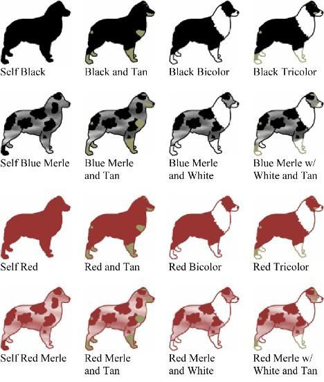 Australian Shepherd Breeding Color Chart Australian Colors Puppies 