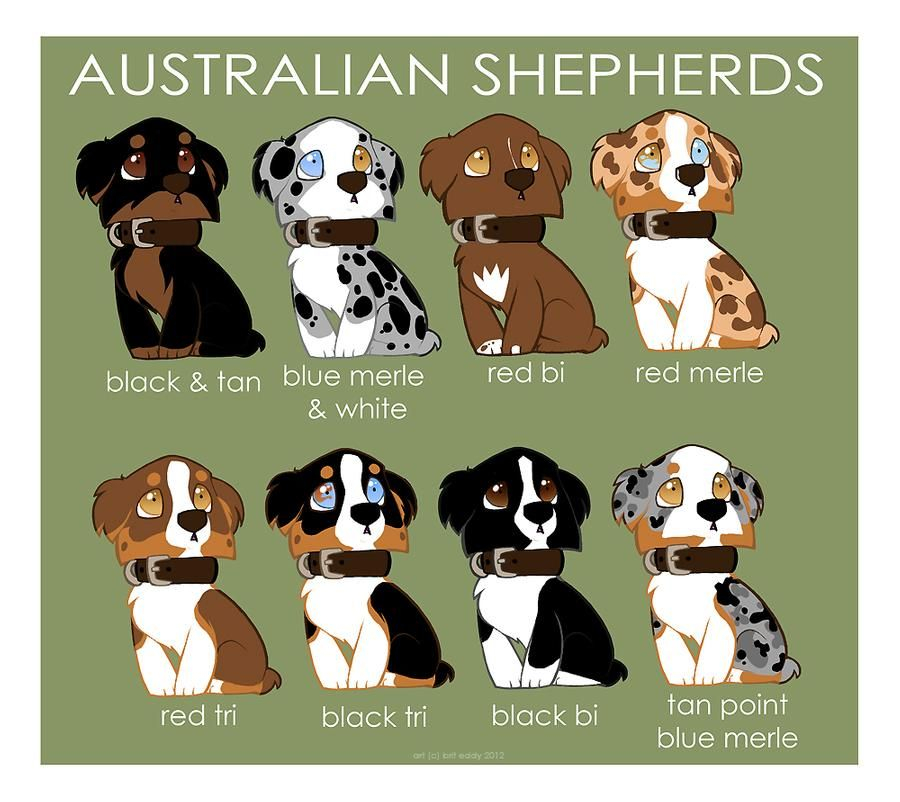 Australian Shepherd Colors Chart Warehouse Of Ideas