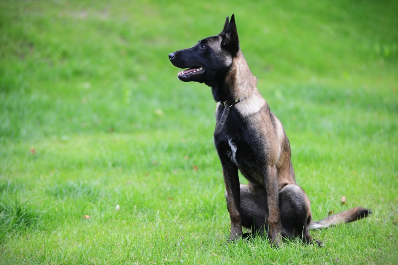 Belgian Malinois Colors Explained 2024 55 OFF
