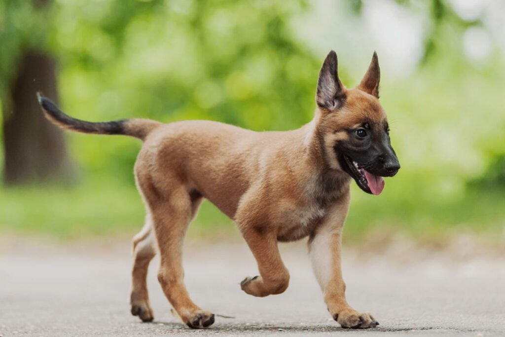 Belgian Malinois Colors HelloBARK 