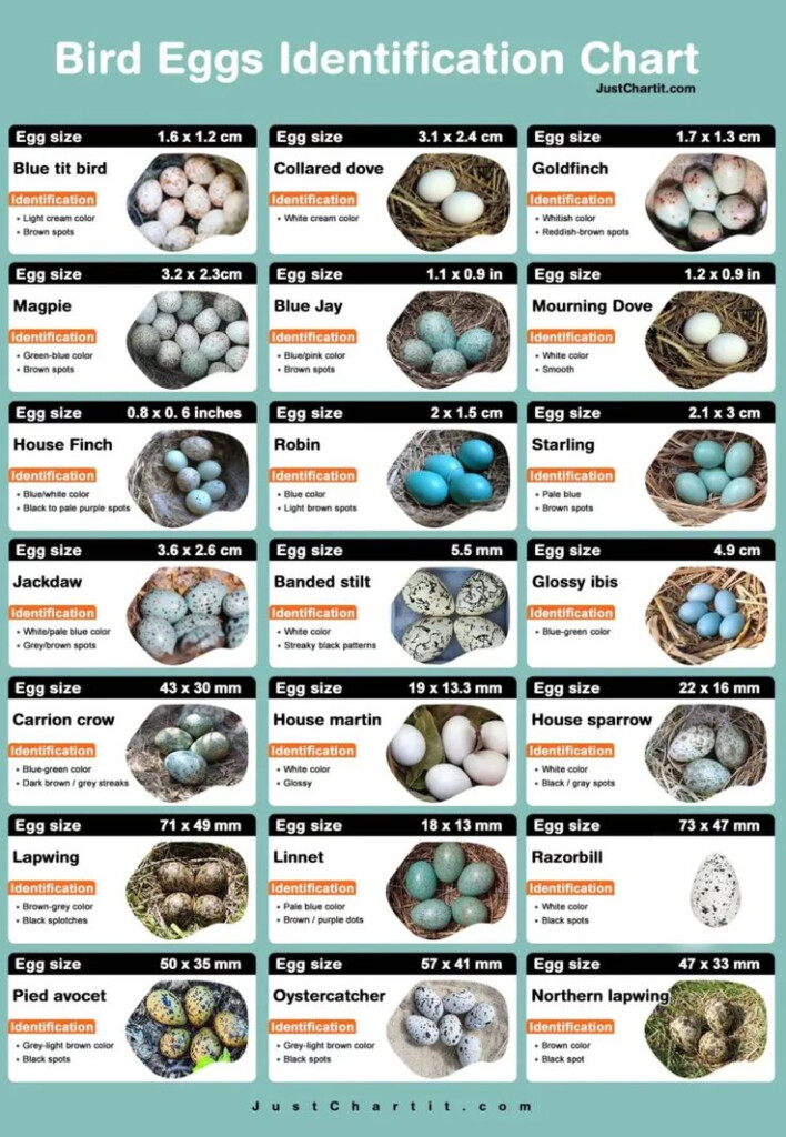 Bird Egg Identification Chart Color Size Identity Point Bird Egg 