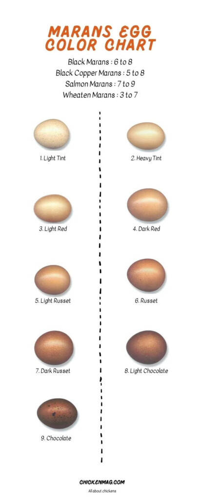 Black Copper Marans Egg Color Chart