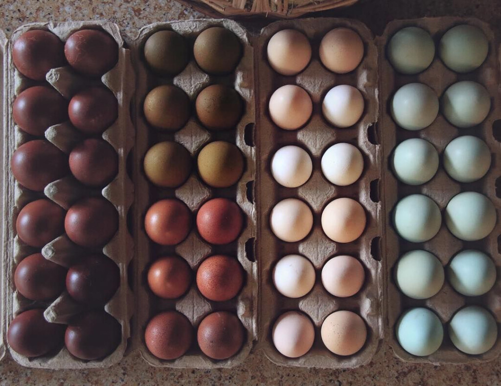Black Copper Marans Egg Color Chart