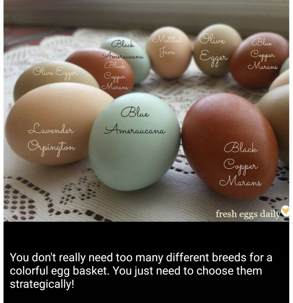 Black Copper Marans Egg Color Chart