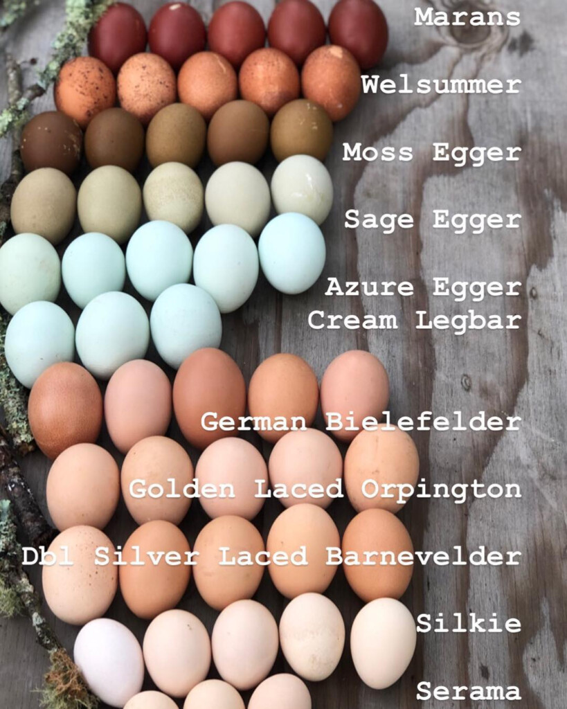Black Copper Marans Egg Color Chart Google Search Chicken Egg My XXX 