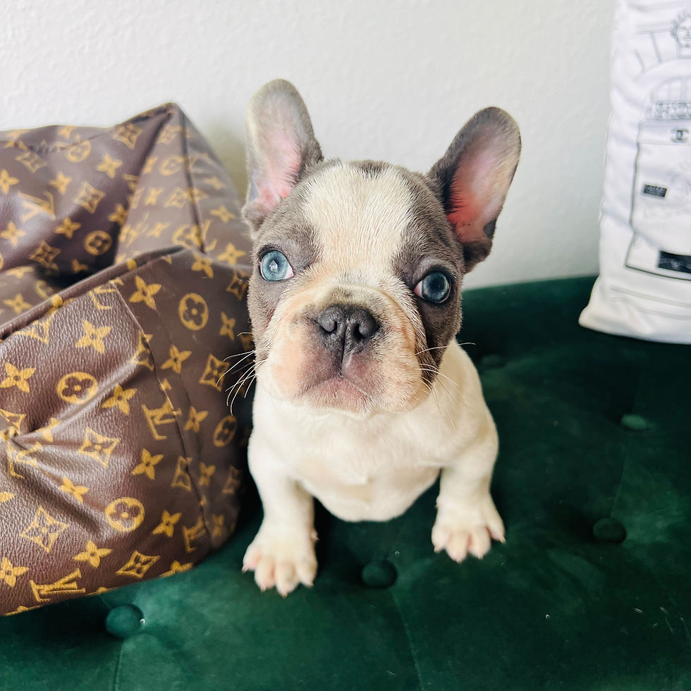 Blue French Bulldog Eye Color