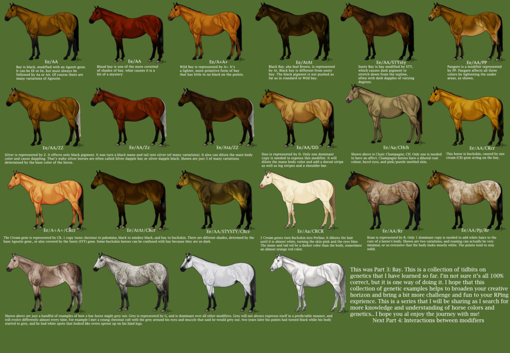 Breeding Color Chart For Horses