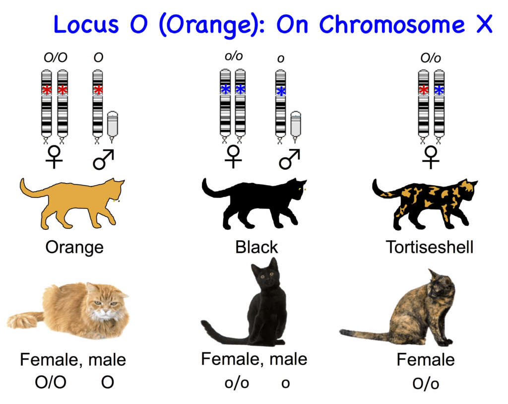 Cat Coat Color Chart A Visual Reference Of Charts Chart Master