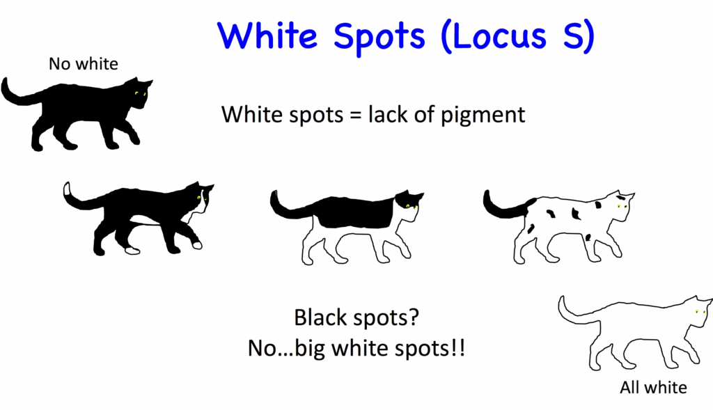 Cat Color Genetics Calcualtor Brickfasr
