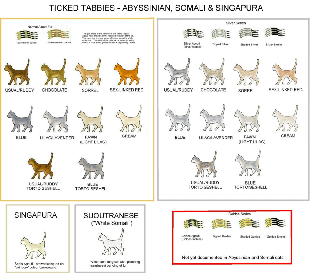 Cat Color Genetics Chart