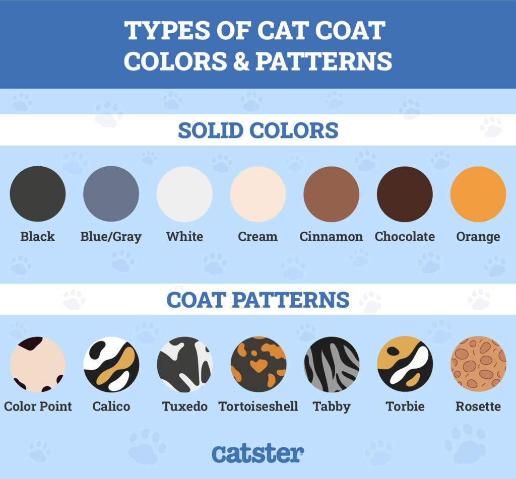 Cat Fur Colors Chart Infoupdate