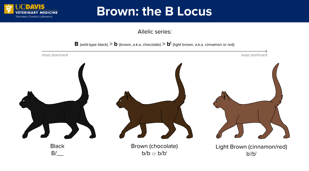 Cat Fur Colors Chart Infoupdate