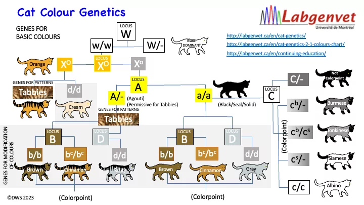 Cat Genetics 2 1 Colours Chart Laboratoire De G n tique V t rinaire