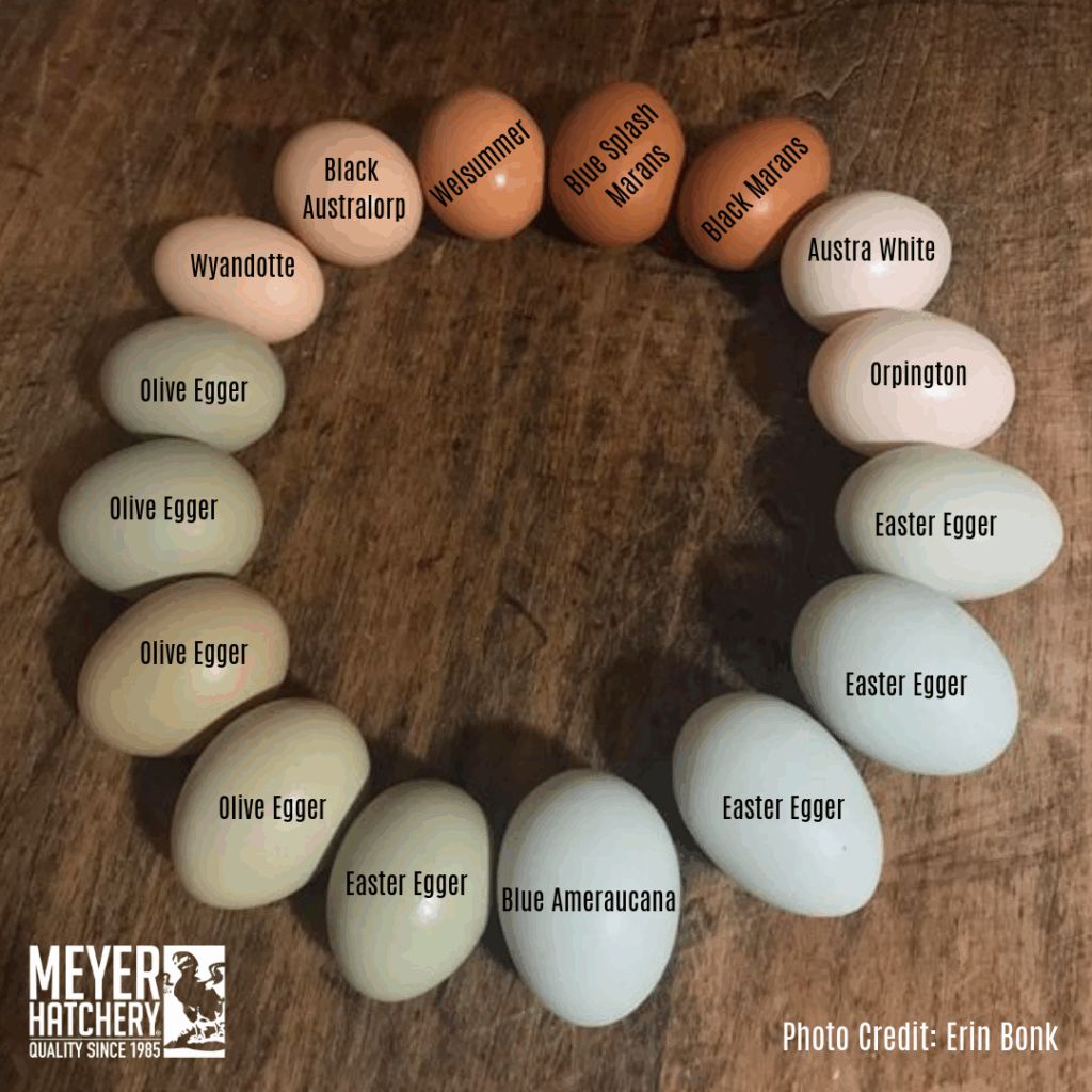 Chicken Breed Egg Color Chart