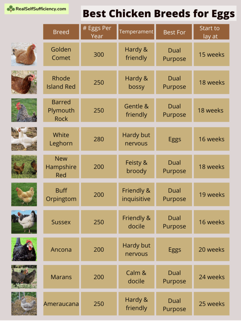 Chicken Breeds Egg Size Chart My XXX Hot Girl