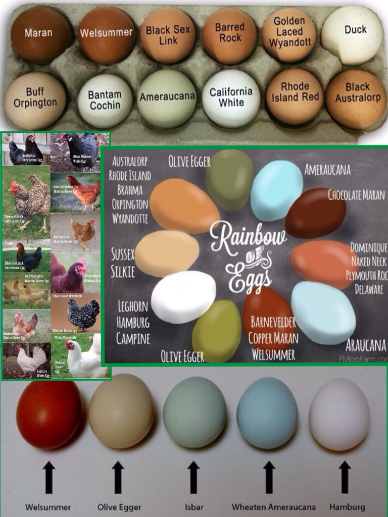 Chicken Egg Color Breeding Chart Bilarasa