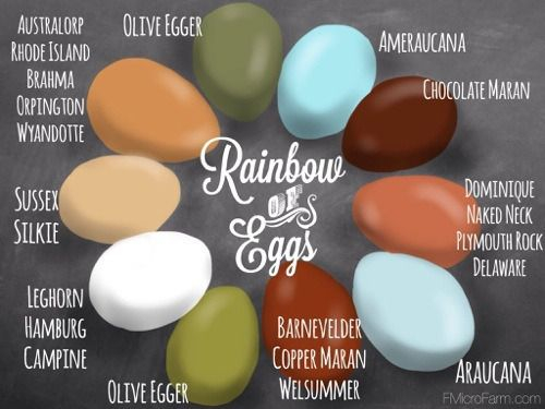 Chicken Egg Color Chart Breed Specific Artofit