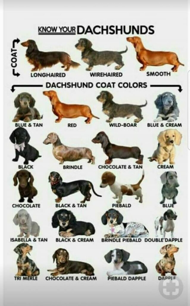 Chihuahua Breeding Color Chart Jzacarbon