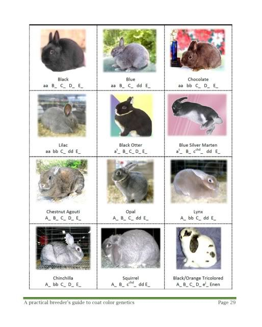 Coat Color Genetics Guide Rabbit Smarties Creative Resources For 