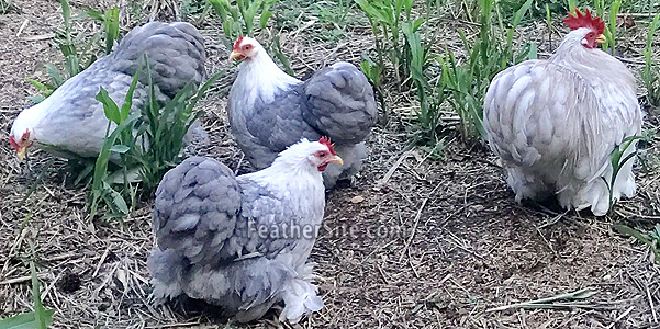 Cochin Chicken Color Chart Ponasa