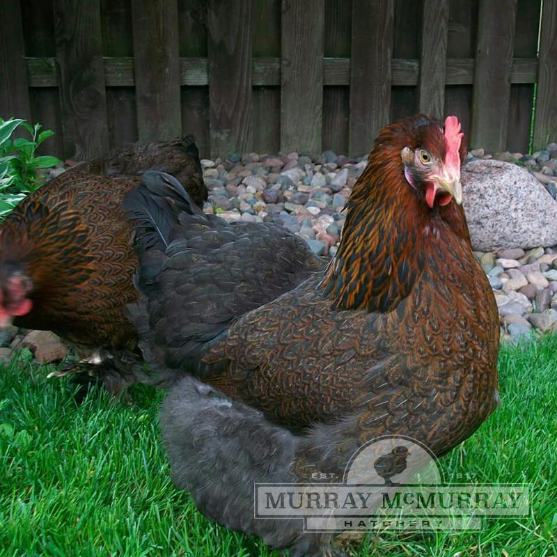 Cochin Chicken Color Chart Ponasa
