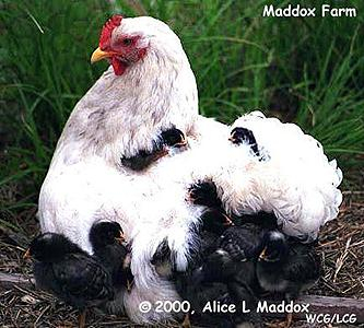 Cochin Chicken Color Chart Ponasa