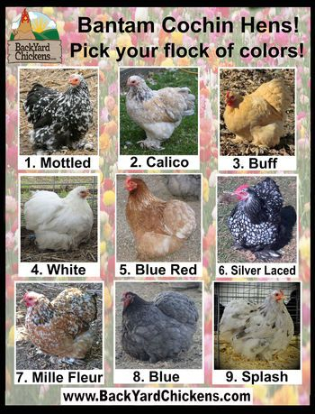 Cochin Chicken Color Chart Ponasa