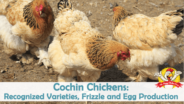 Cochin Chicken Color Chart Ponasa
