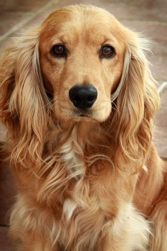 Cocker Spaniel Color Chart A Visual Reference Of Charts Chart Master