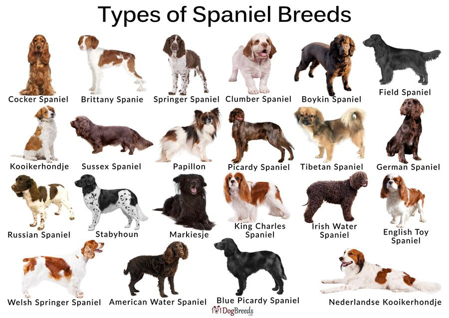 Cocker Spaniel Colours Chart Printable Templates Free