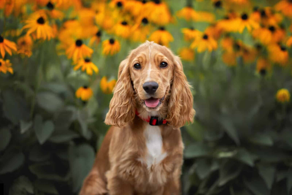 Cocker Spaniel Growth Chart How Big Will This Puppy Get 