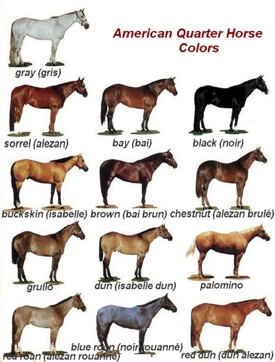 Color Chart Horse Color Chart American Quarter Horse Quarter Horse 