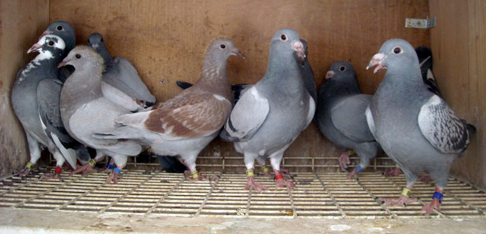 Colour Breeding Chart